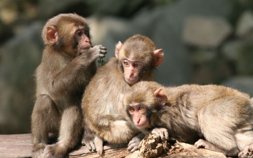 高崎山自然動物園